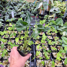 Load image into Gallery viewer, Alocasia Teletubbies 2.5" pot, Fedex 2day*
