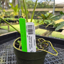 Load image into Gallery viewer, Anthurium Peppermint Splash, Shibori AFF, speckled , Ships Nationwide
