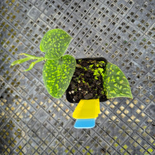 Load image into Gallery viewer, Scindapsus Snake Scale, Exact Plant Ships Nationwide
