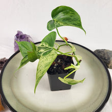 Load image into Gallery viewer, Philodendron Hederaceum, Heart Leaf, Exact Plant Variegated Ships Nationwide
