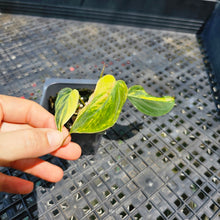 Load image into Gallery viewer, Philodendron Hederaceum Micans Aurea, Exact Plant Variegated Ships Nationwide
