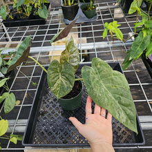 Load image into Gallery viewer, Alocasia Wentii, Exact Plant Variegated Ships Nationwide
