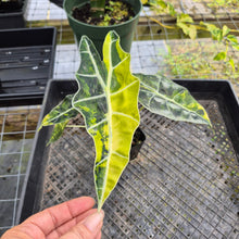 Load image into Gallery viewer, Alocasia Sanderiana Bull Aurea, Exact Plant Variegated

