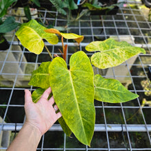 Load image into Gallery viewer, Philodendron Goldiana, Exact Plant aka Maui Gold, double plant
