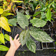 Load image into Gallery viewer, Alocasia Wentii, Exact Plant Variegated
