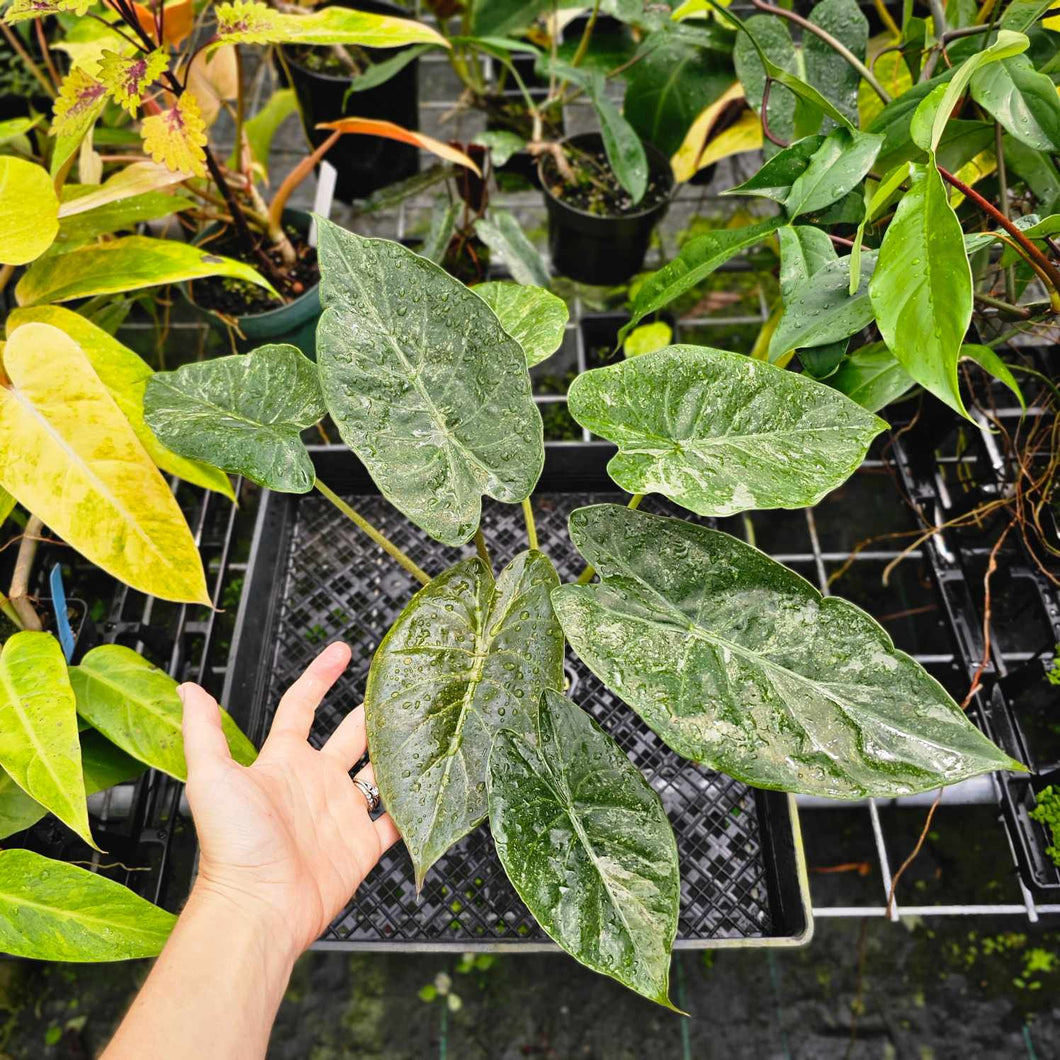 Alocasia Wentii, Exact Plant Variegated