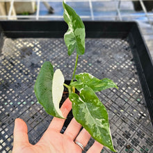 Load image into Gallery viewer, Alocasia Odora, Okinawa Silver, Exact Plant Variegated
