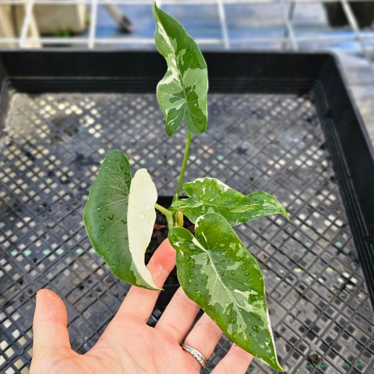 Alocasia Odora, Okinawa Silver, Exact Plant Variegated