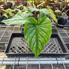 Load image into Gallery viewer, Philodendron Plowmanii, Exact Plant Ships Nationwide

