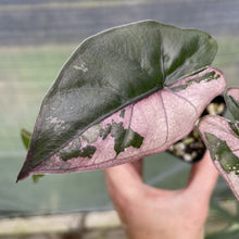 Load image into Gallery viewer, Alocasia Yucatan Princess Pink variegated exact plant, Fedex 2day*
