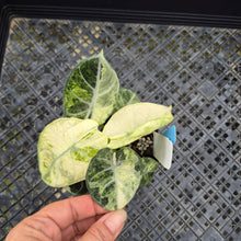 Load image into Gallery viewer, Alocasia Ninja, Exact Plant Variegated Ships Nationwide
