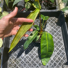 Load image into Gallery viewer, Philodendron Patriciae 4" pot, Fedex 2day*
