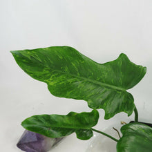 Load image into Gallery viewer, Philodendron Minarum Lime Fiddle, Mottled Dragon variegated 4” pot, Fedex 2 day*
