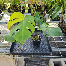 Load image into Gallery viewer, Monstera Borsigiana Aurea, Exact Plant Variegated Ships Nationwide
