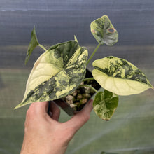 Load image into Gallery viewer, Alocasia Dragon Scale Albo Variegated exact plant, Fedex 2day*
