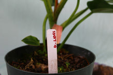 Load image into Gallery viewer, Philodendron Sagittifolium Tuxtlanum Rubra Exact Plant
