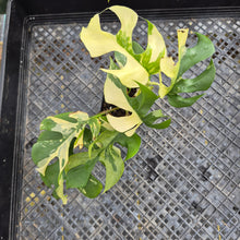 Load image into Gallery viewer, Rhaphidophora Tetrasperma Albo, Exact Plant Variegated Ships Nationwide
