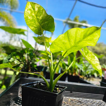 Load image into Gallery viewer, Alocasia Gageana Aurea, Exact Plant Variegated 4&#39;&#39; pot
