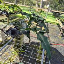 Load image into Gallery viewer, Philodendron Thaumatophyllum Goeldii X Selloum "African Fantasy, Exact Plant
