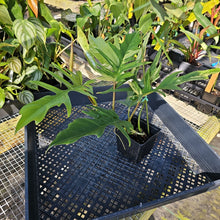 Load image into Gallery viewer, Philodendron Florida Beauty X Tortum, Exact Plant Variegated Ships Nationwide
