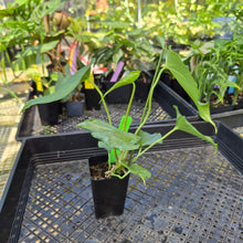 Load image into Gallery viewer, Anthurium Macrolobium x Noid, Exact Plant Ships Nationwide
