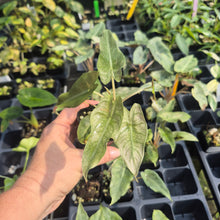 Load image into Gallery viewer, Alocasia Pink Dragon Mint Variegated 2.5" pot, Fedex 2day*

