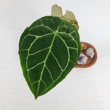 Load image into Gallery viewer, Anthurium Crystallinum, Exact Plant double plant
