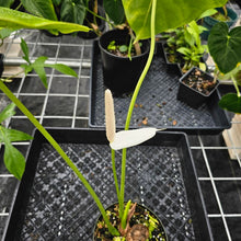 Load image into Gallery viewer, Anthurium Faustomirandae, Faustino&#39;S Giant, Exact Plant Large Ships Nationwide
