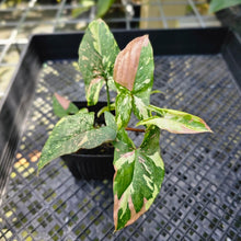 Load image into Gallery viewer, Syngonium Red Spot Tricolor, Exact Plant Variegated 2 top plant
