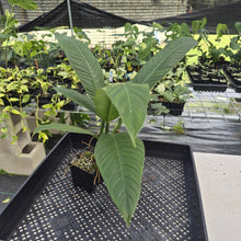 Load image into Gallery viewer, Philodendron Campii Lynette exact plant, Fedex 2day*
