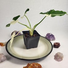 Load image into Gallery viewer, Alocasia Odora, Okinawa Silver Variegated 4&quot; pot, Fedex 2 day*
