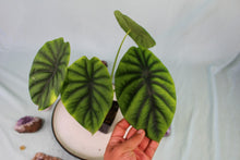 Load image into Gallery viewer, Alocasia Green Shield Exact Plant
