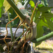 Load image into Gallery viewer, Philodendron Golden Dragon, Exact Plant Variegated
