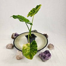 Load image into Gallery viewer, Alocasia Gageana Aurea, Exact Plant Variegated
