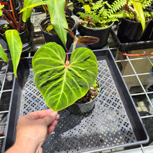 Load image into Gallery viewer, Philodendron Verrucosum Amazon Sunset, Exact Plant Ships Nationwide
