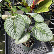 Load image into Gallery viewer, Philodendron Sodiroi True Form exact plant, Fedex 2day
