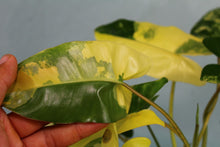 Load image into Gallery viewer, Variegated Philodendron Burle Marx Triple plant Exact Plant
