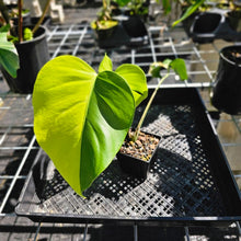 Load image into Gallery viewer, Monstera Borsigiana Aurea, Exact Plant Variegated Ships Nationwide
