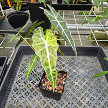 Load image into Gallery viewer, Alocasia Polly Aurea variegated exact plant, Fedex 2day*
