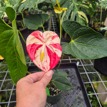 Load image into Gallery viewer, Anthurium Shibori, Exact Plant Variegated
