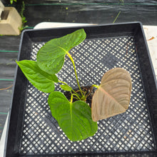 Load image into Gallery viewer, Anthurium Moodeanum x Veitchii, exact plant, Fedex 2day*
