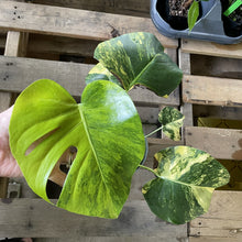 Load image into Gallery viewer, Monstera Marilyn variegated exact plant, Fedex 2day*
