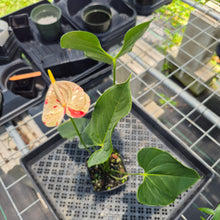 Load image into Gallery viewer, Anthurium Shibori Variegated exact plant, Fedex 2day*
