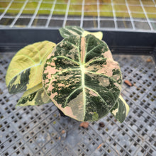 Load image into Gallery viewer, Alocasia Black Velvet Pink variegated exact plant, Fedex 2day*
