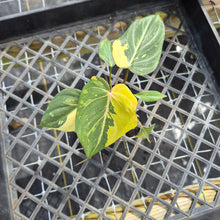 Load image into Gallery viewer, Philodendron Gloriosum variegated, Exact Plant Ships Nationwide
