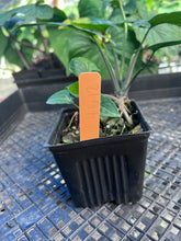 Load image into Gallery viewer, Syngonium Aurea, Exact Plant Variegated Ships Nationwide
