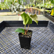 Load image into Gallery viewer, Anthurium Ace Of Spades X Papillilaminum, Exact Plant Ships Nationwide
