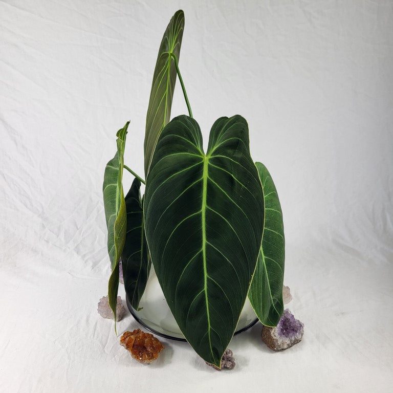 Philodendron Melanochrysum, Exact Plant X-Large