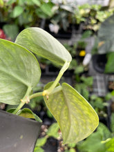 Load image into Gallery viewer, Scindapsus Snake Scale 2.5" pot, Fedex 2day*
