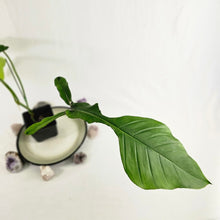 Load image into Gallery viewer, Philodendron Joepii, Exact Plant Ships Nationwide
